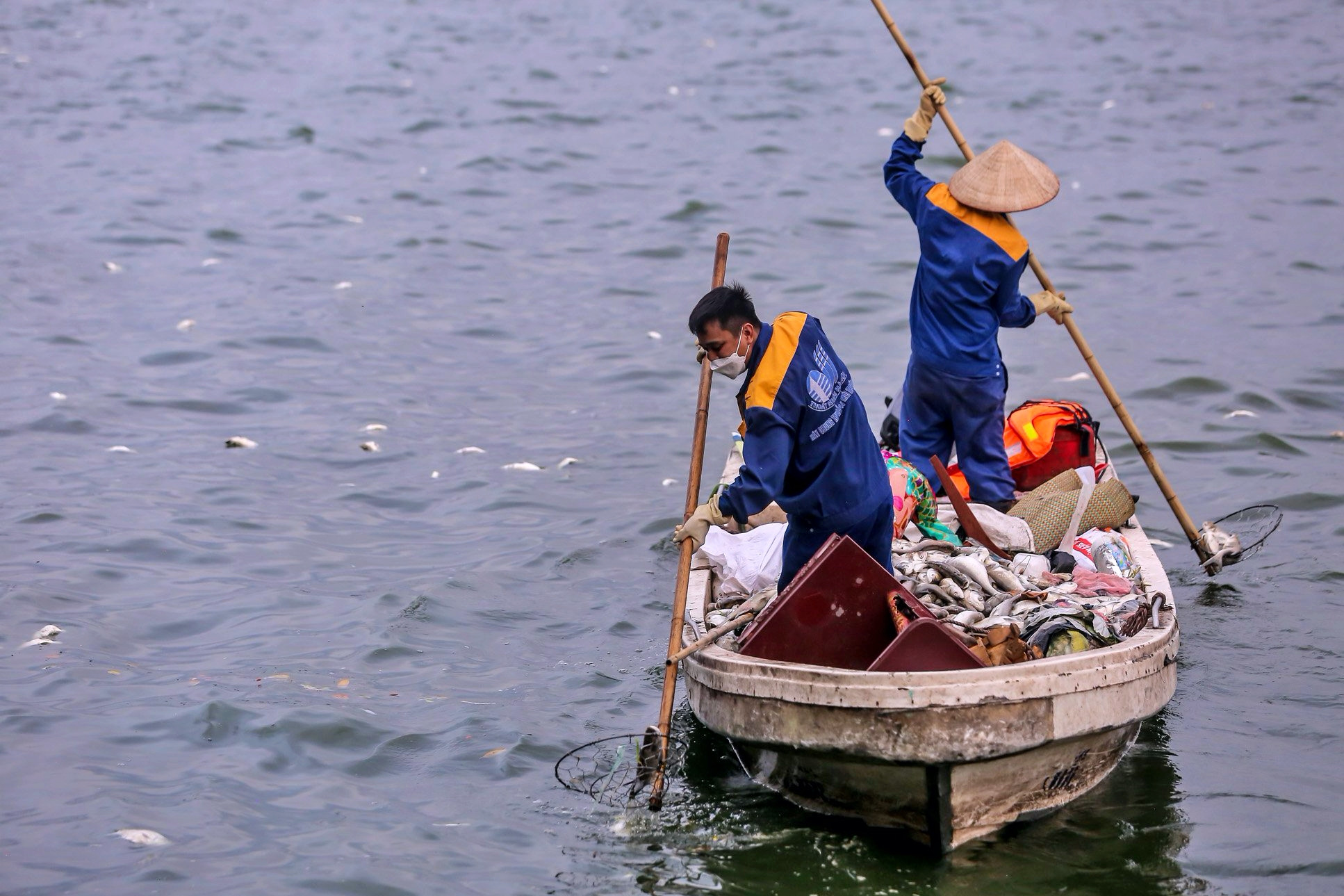 Hà Nội đánh tỉa cá hồ Tây làm phân bón, thức ăn chăn nuôi