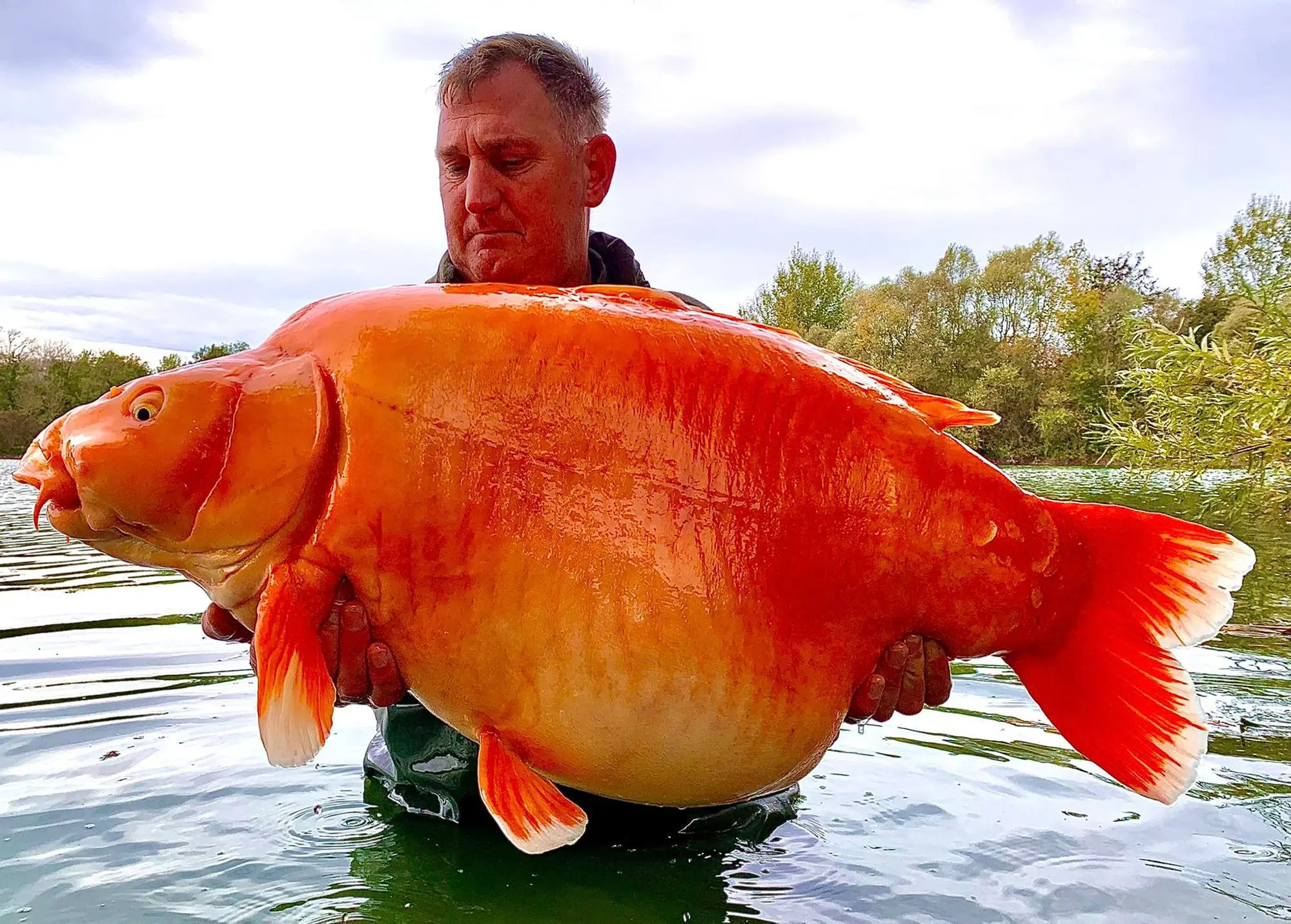 Du khách may mắn câu được cá vàng 'siêu to khổng lồ' lớn nhất thế giới
