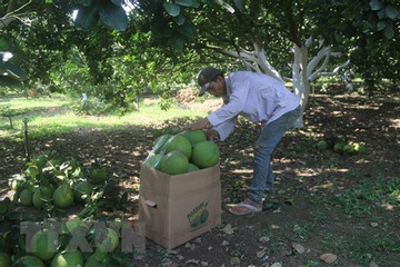 Four pomelo planting areas in Ba Ria-Vung Tau licensed to export pomelo to US