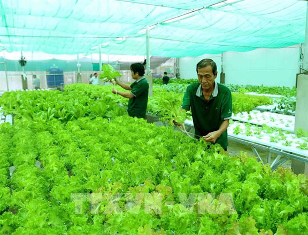 Vietnam must specify target markets for organic farm produce