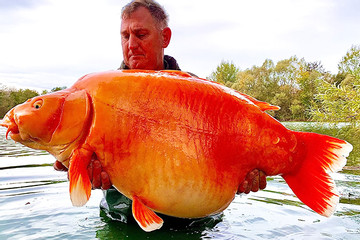 Du khách may mắn câu được cá vàng 'siêu to khổng lồ' lớn nhất thế giới