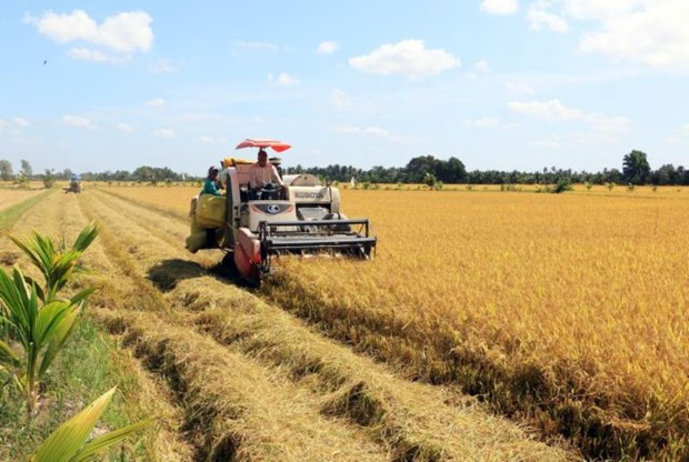 VN set to export 7 million tonnes of rice this year