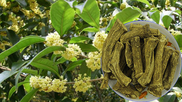 Cây mộc hương - loại cây phong thủy dễ trồng với công dụng tuyệt vời