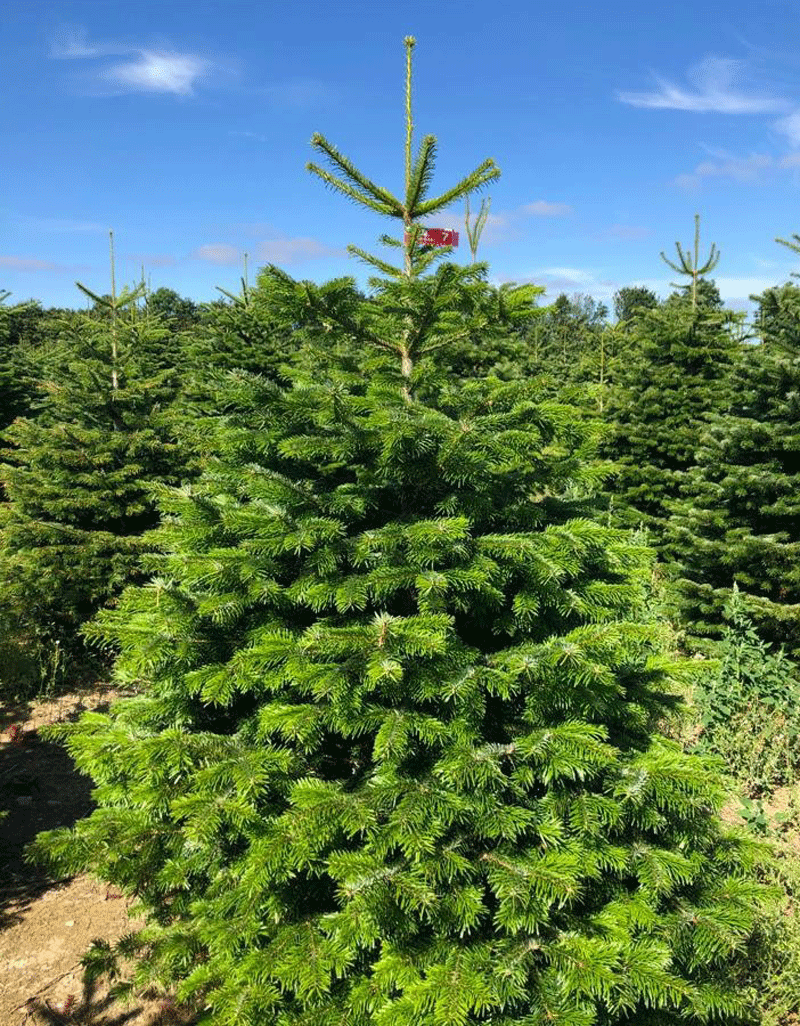 Expensive pine trees imported for Christmas