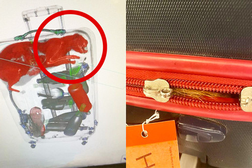 Nhân viên an ninh té ngửa phát hiện vật thể lạ trong hành lý của khách
