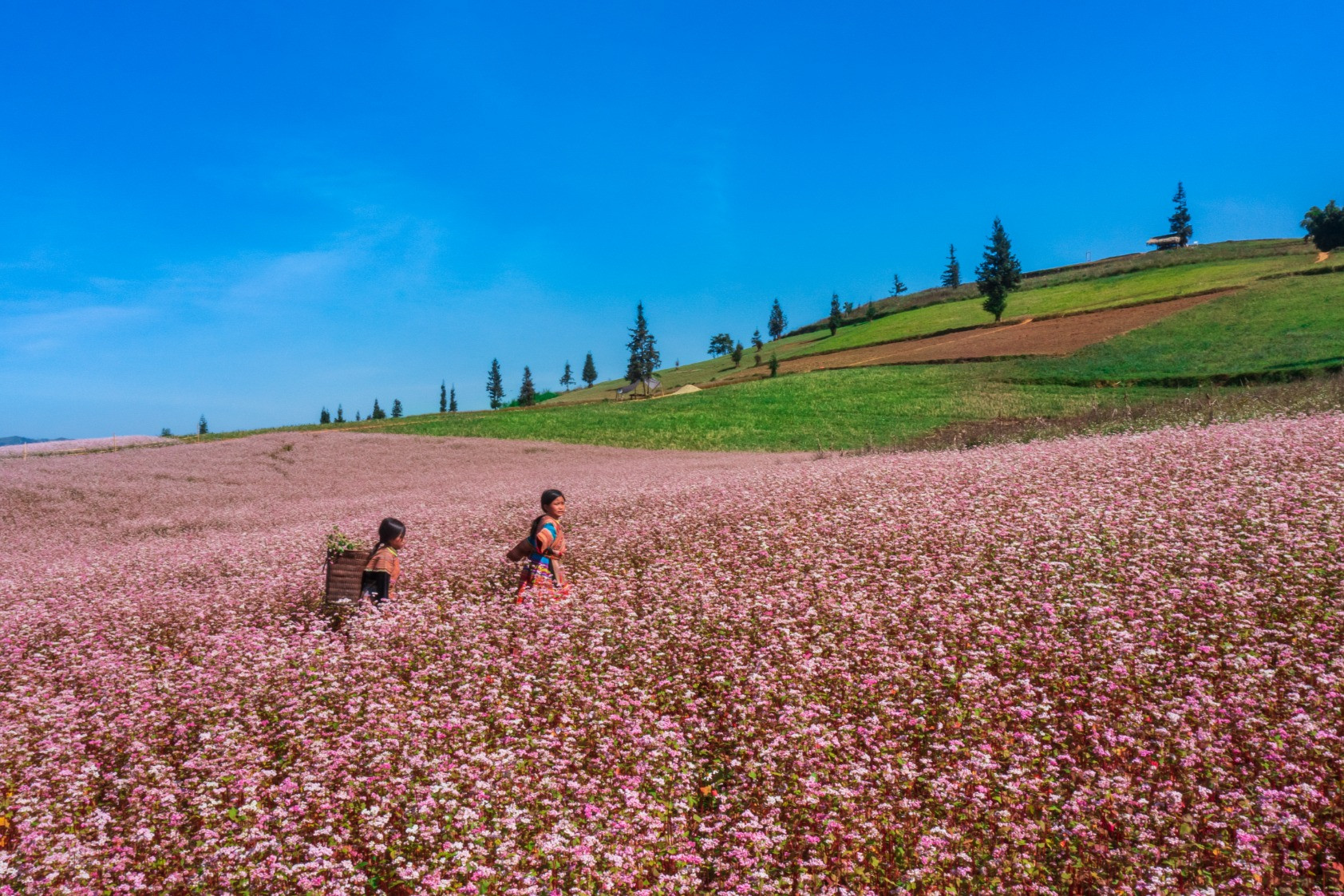 Hà Giang cảnh báo tình trạng lừa bán 'phòng ảo' tại Đồng Văn