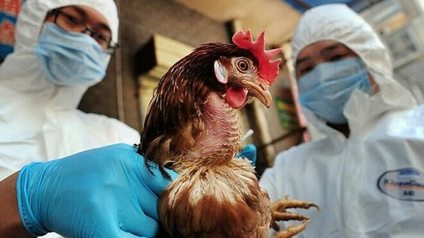 Bird flu virus found in three flocks of ducks in Quang Ngai Province ảnh 1