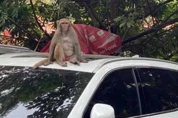 Thổi ống tiêu gây mê, vây bắt con khỉ hoang phá bãi xe ở Hà Nội