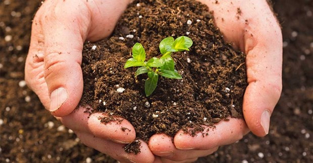 Agricultural sector aims to raise organic fertilizer proportion to 25% in 2025 hinh anh 1