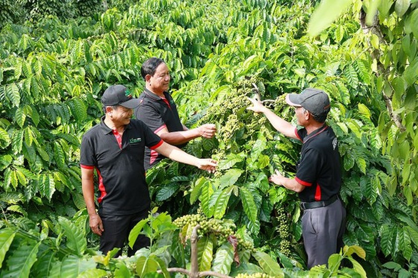 Vietnam promoting zero-emission economy ảnh 1