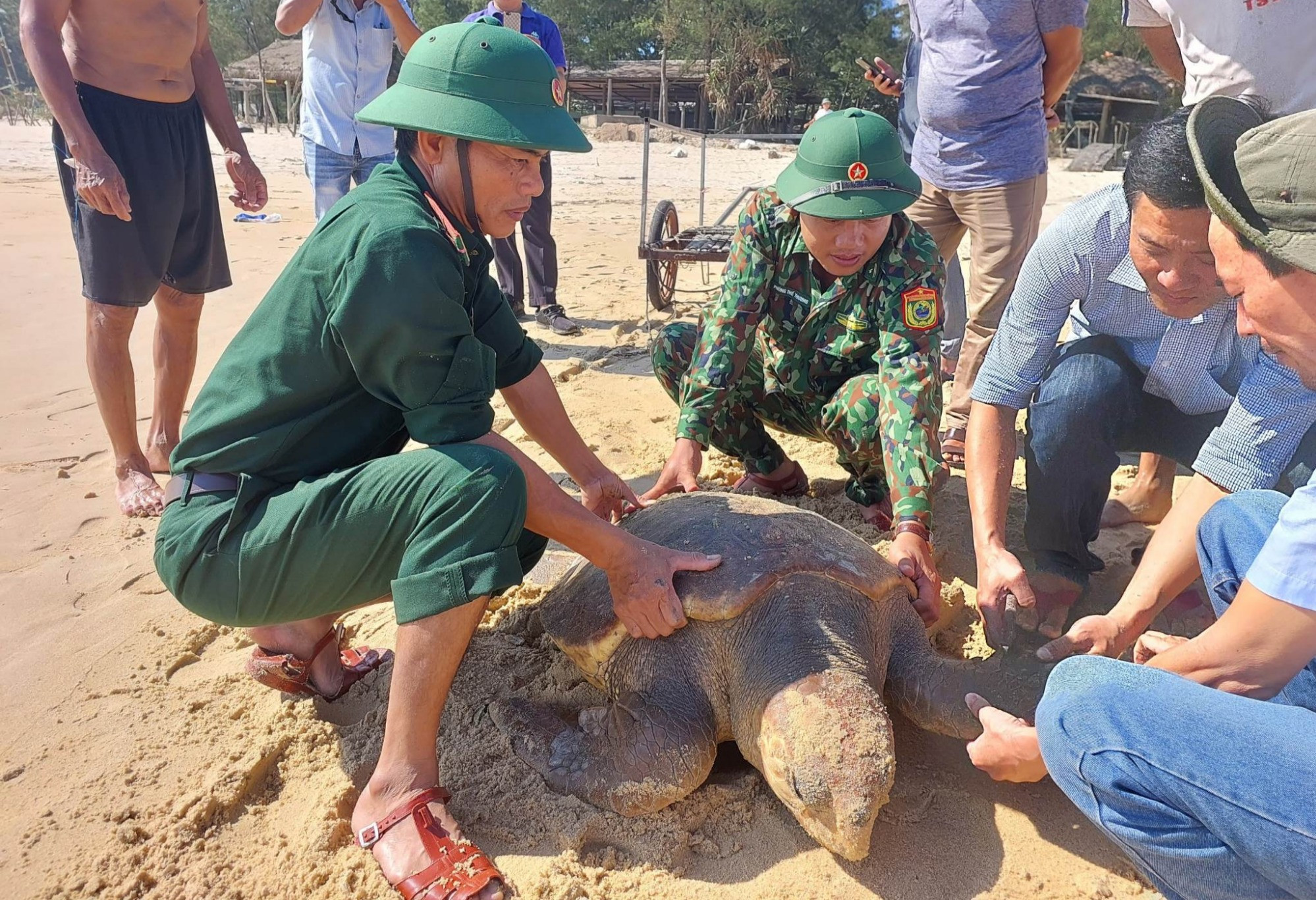 Cá thể vích dài gần 1m dính lưới ngư dân Quảng Trị