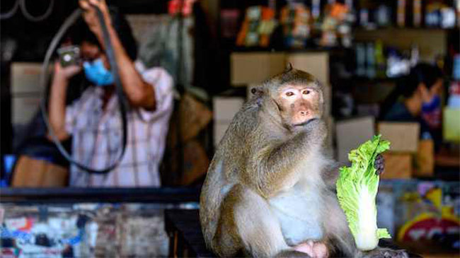 Bị khỉ 'chiếm' thành phố, Thái Lan triệt sản hàng trăm 'quân xâm lược'