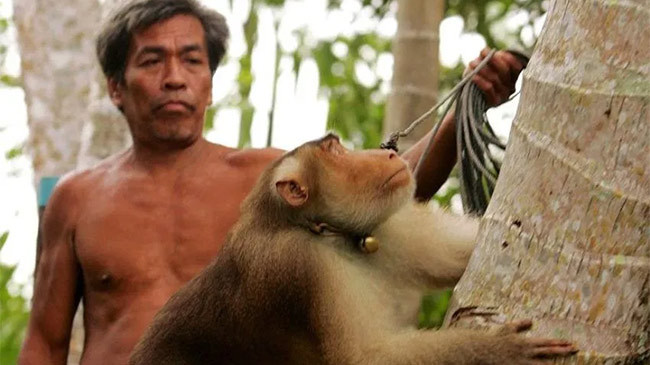 Huy động khỉ đi hái dừa, Thái Lan hứng chịu chỉ trích