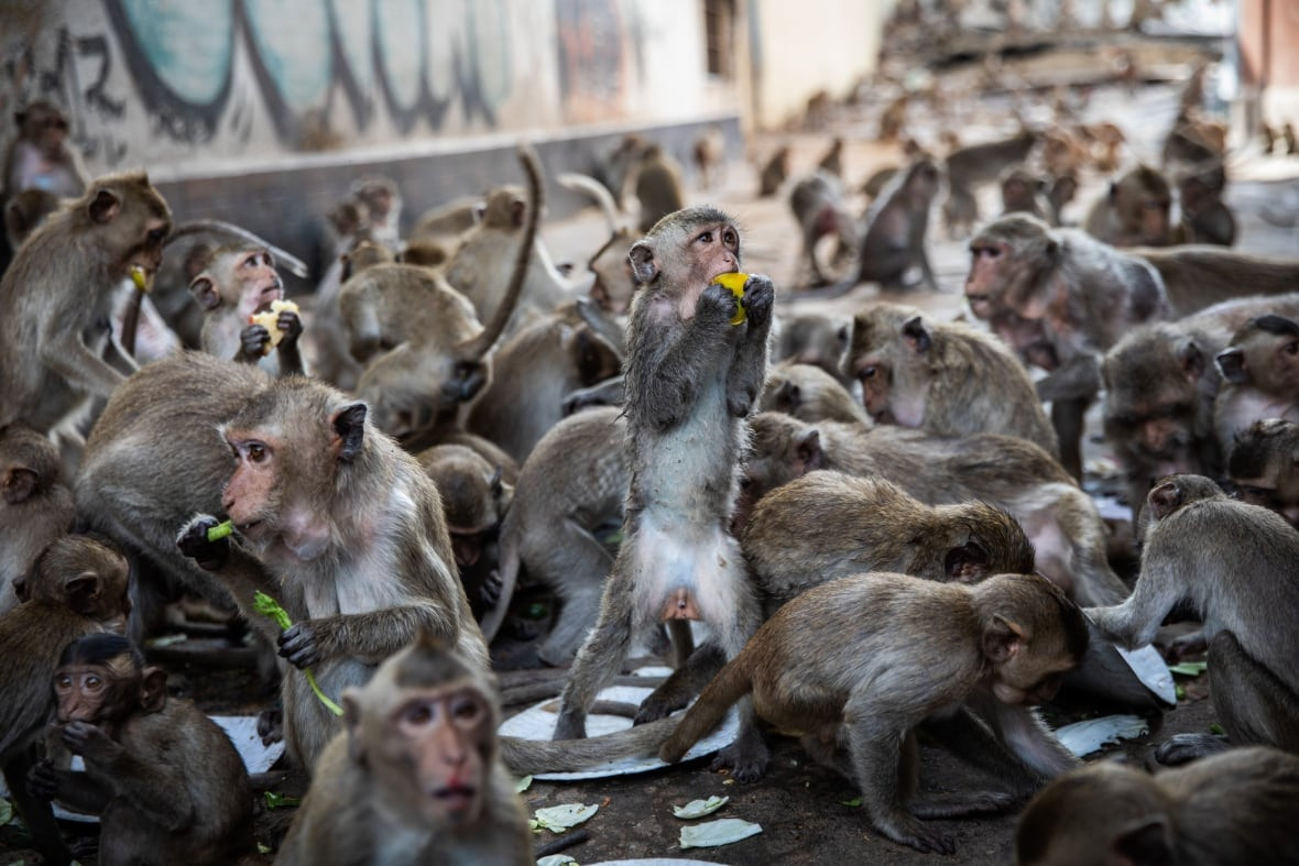 Hình ảnh lễ hội buffet cho hơn 4.000 con khỉ tại Thái Lan