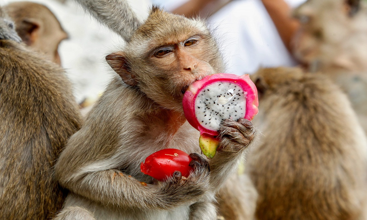 Hình ảnh lễ hội buffet cho hơn 4.000 con khỉ tại Thái Lan