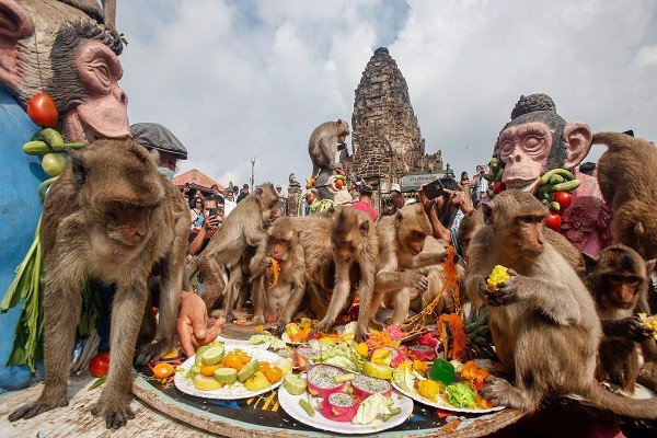 Hình ảnh hơn 4.000 chú khỉ ăn buffet tại Thái Lan