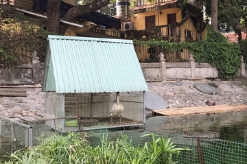 6 con thiên nga nuôi ở hồ Thiền Quang bị chết