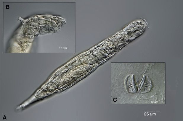 Các nhà khoa học cảnh báo nguy cơ 'virus thây ma’ hồi sinh