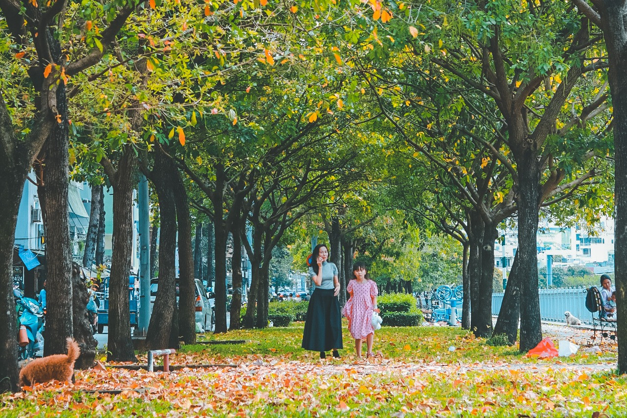 Góc mùa thu lãng mạn giữa Sài Gòn, du khách thích thú ngỡ đang ở Thủ đô