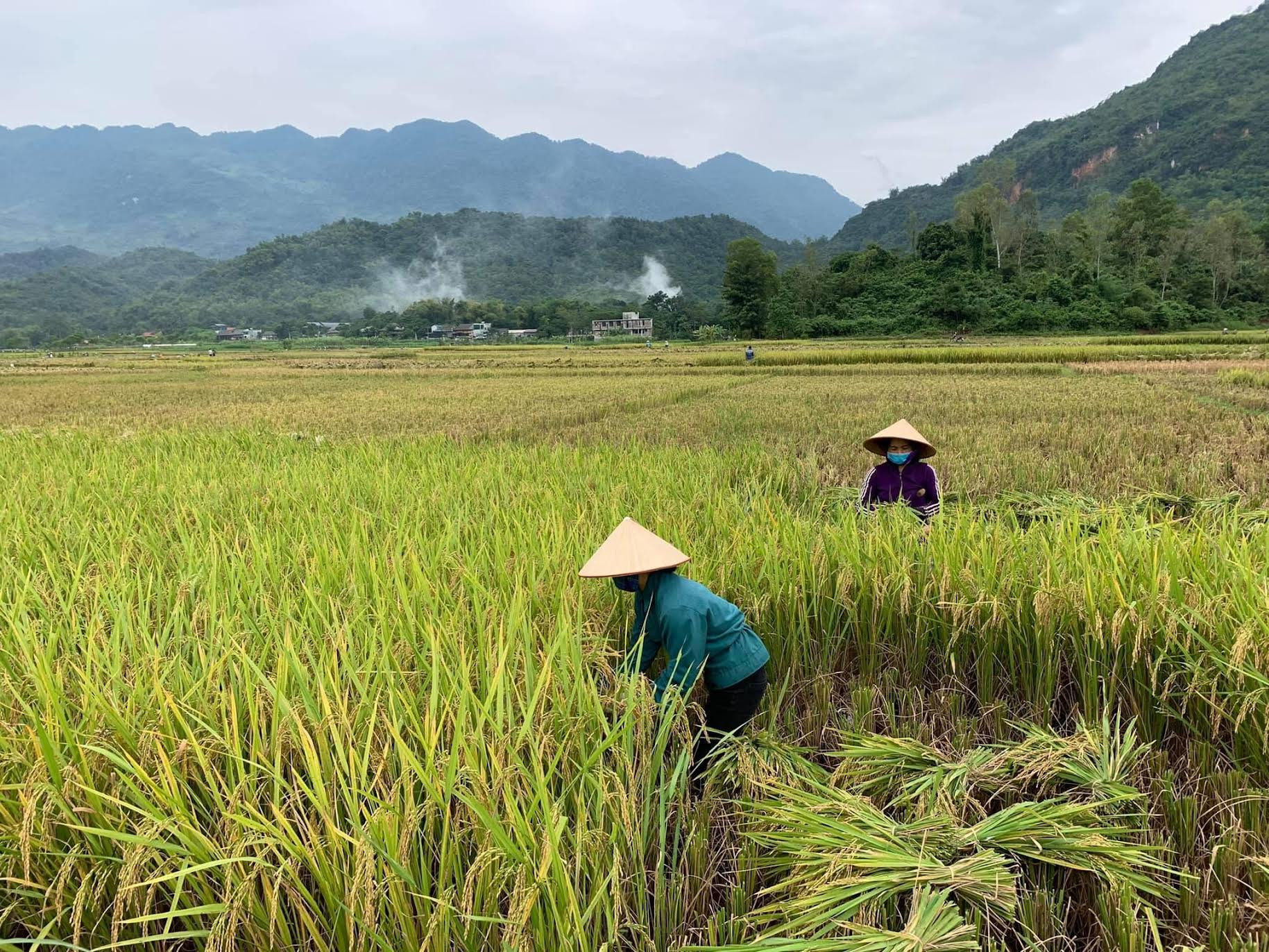 Sản xuất lúa theo hướng hữu cơ  Hướng đi bền vững