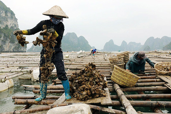 Xây dựng nông thôn mới: Cách làm sáng tạo nâng thu nhập cho nông dân Quảng Ninh