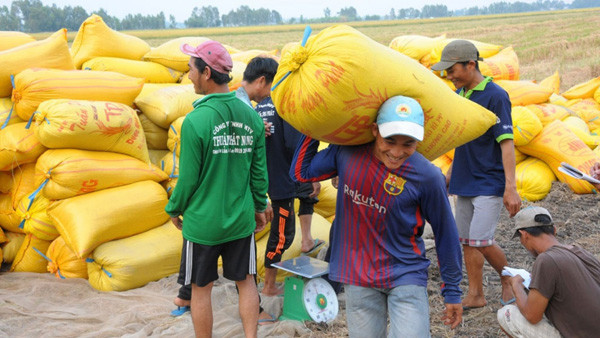 Vietnam’s rice exports seen hitting record this year