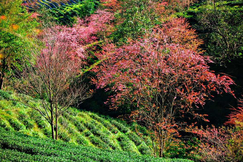 Đầu đông, lên Sa Pa ngắm mai anh đào hồng rực nhuộm cả đồi chè Ô Long