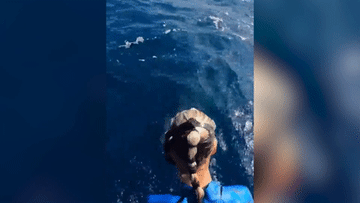 Khoảnh khắc cá mập lao khỏi mặt nước 'tấn công' nữ thợ lặn
