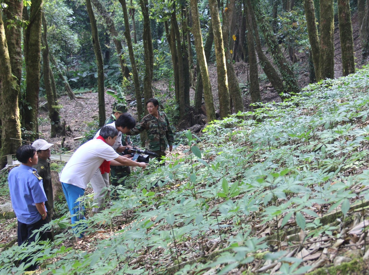 Vietnam aims to become world's largest ginseng producer