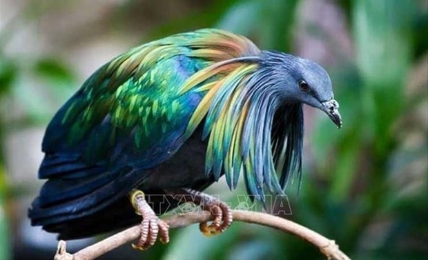 Nicobar pigeons spotted in Con Dao National Park