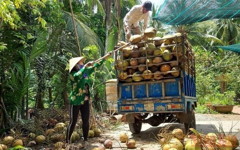 Bến Tre tích cực gắn với chuỗi giá trị sản phẩm nông nghiệp và xây dựng nông thôn