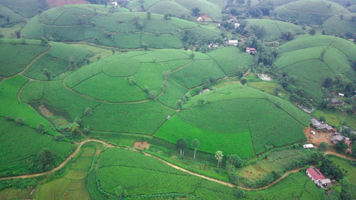 Mysterious landscape of Long Coc tea hill