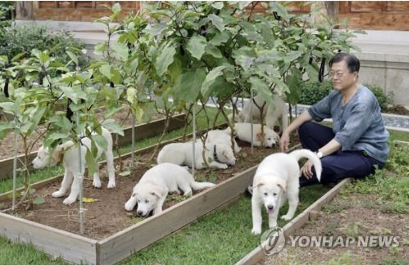 Lý do cựu Tổng thống Hàn Quốc muốn trả lại quà tặng của ông Kim Jong Un