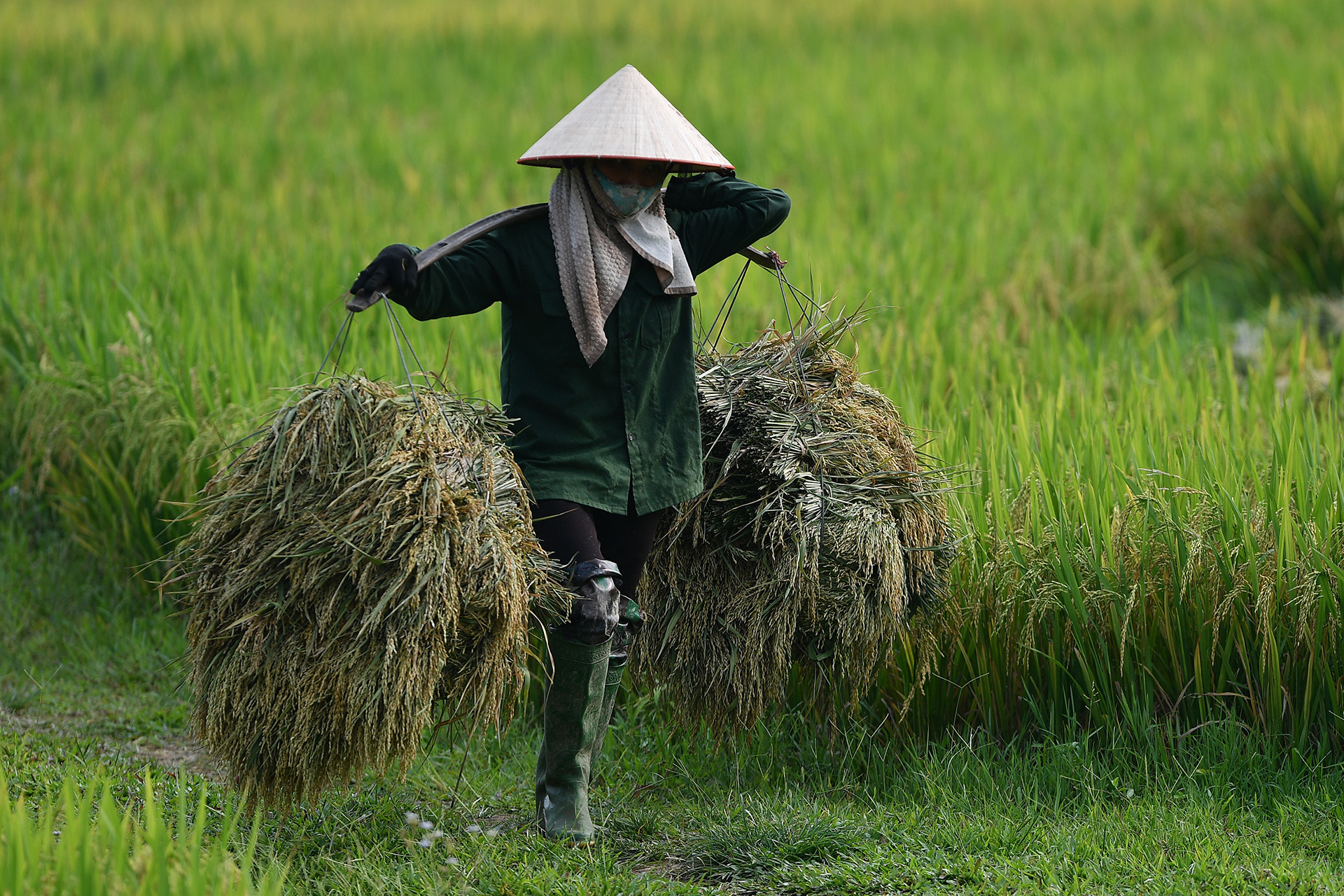 Mỗi năm 'mất' nghìn ha đất, TP.HCM tính làm 'nông nghiệp chiều thẳng đứng'