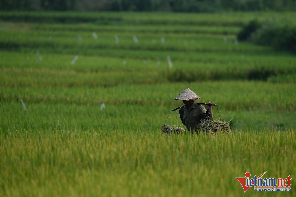 HCM City loses thousands of hectares of agricultural land each year
