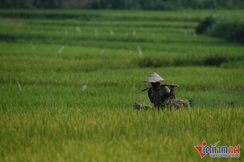 HCM City loses thousands of hectares of agricultural land each year