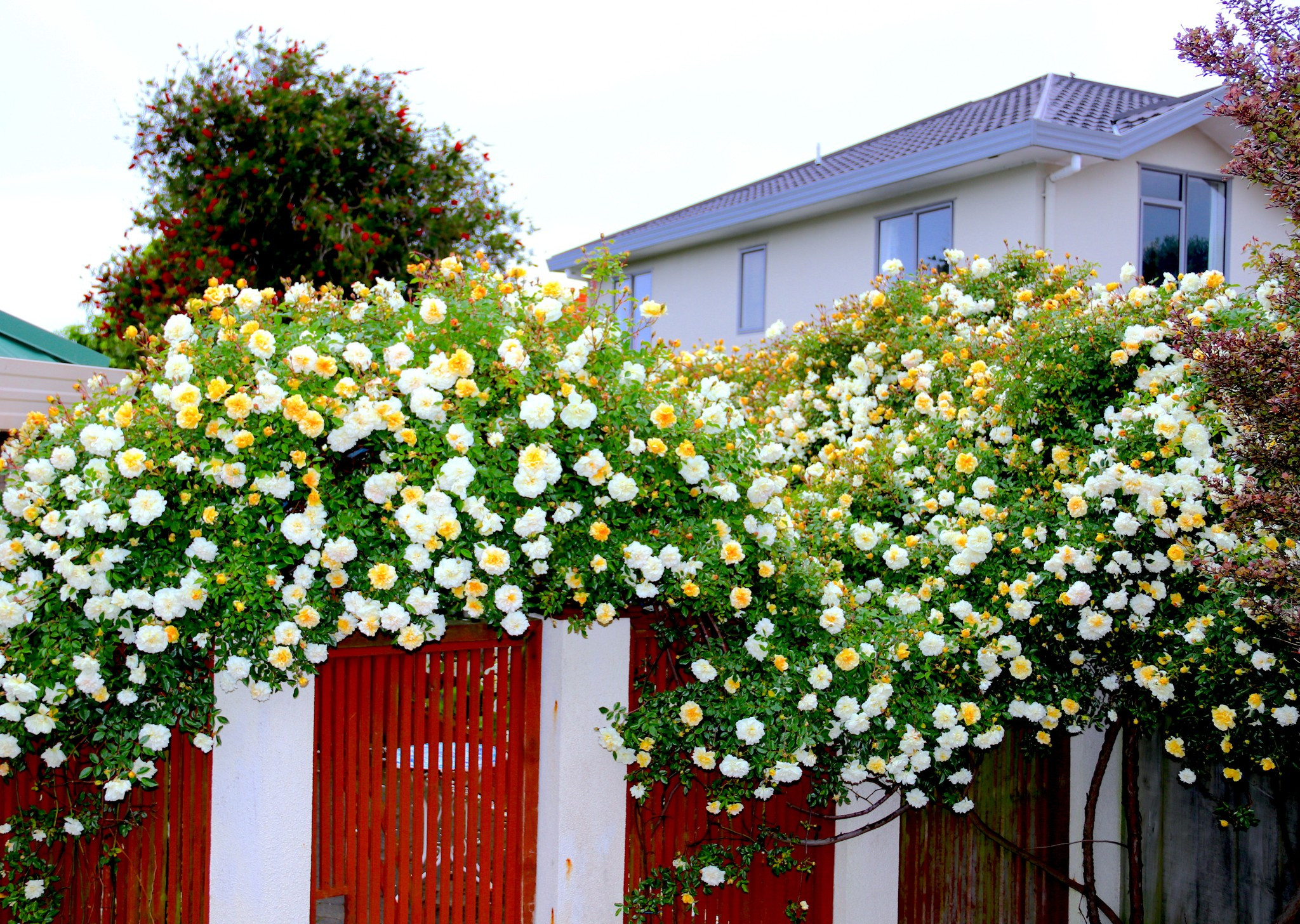 Vườn hồng đẹp như tranh của nữ tiến sĩ Việt tại New Zealand