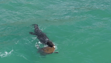 Cá sấu kéo rùa biển ra khơi để ăn thịt