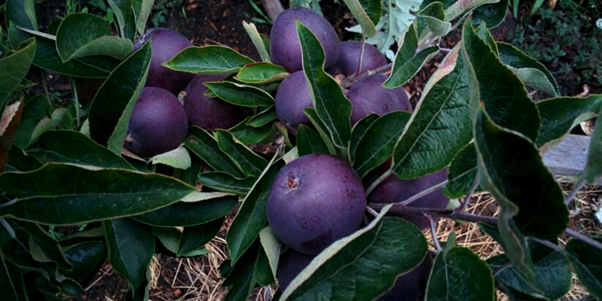 Tao den xi bo beo gi... gan nua trieu dong/qua?-Hinh-10