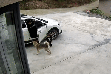 Hành động 'cưng xỉu' của chú chó khi đẩy cậu bé ra xa chiếc ô tô sắp lăn bánh