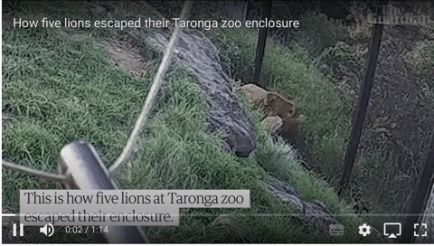 Cận cảnh cuộc đào tẩu của 5 con sư tử tại vườn thú ở Sydney