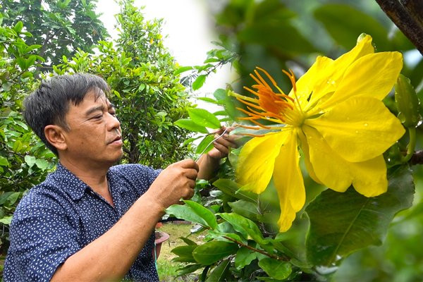 TP.HCM: Chủ vườn mai khó khăn vì thời tiết thất thường, bão giá cận Tết