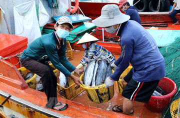 180 days to remove IUU yellow card for Vietnam
