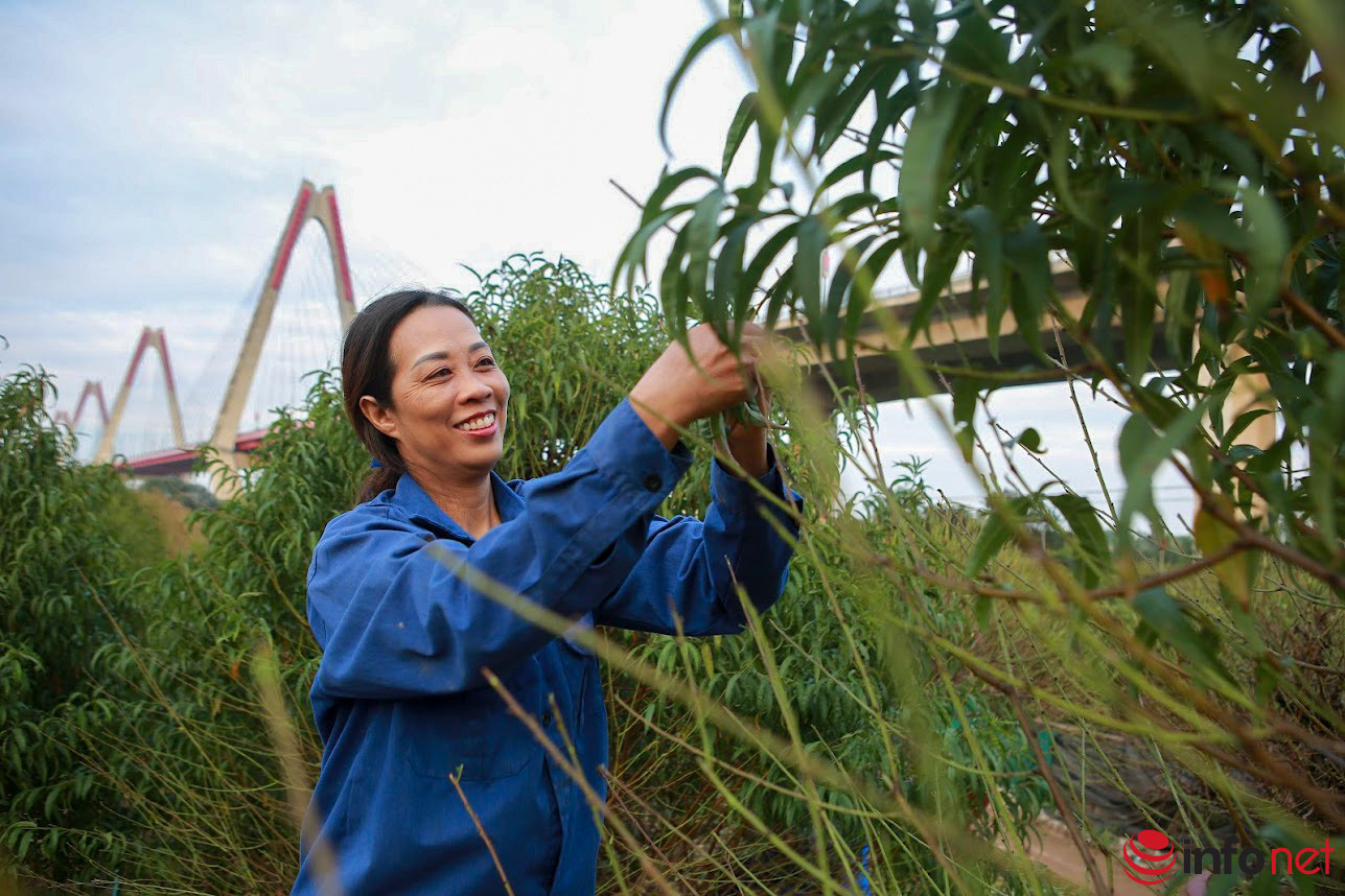 Hanoi farmers busy pruning peach leaves for Lunar New Year holiday