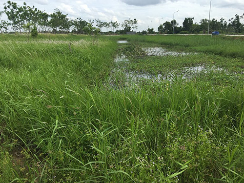 TP.HCM: Kiến nghị thanh tra dự án lấp rạch, bán nhà trái phép