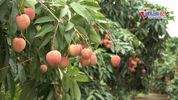 Vải thiều Lục Ngạn chinh phục thị trường EU