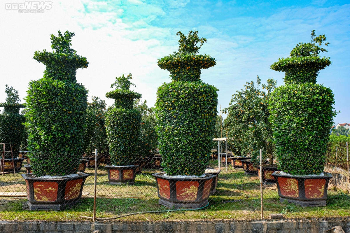 world cup trophy shaped bonsai trees go on sale picture 9