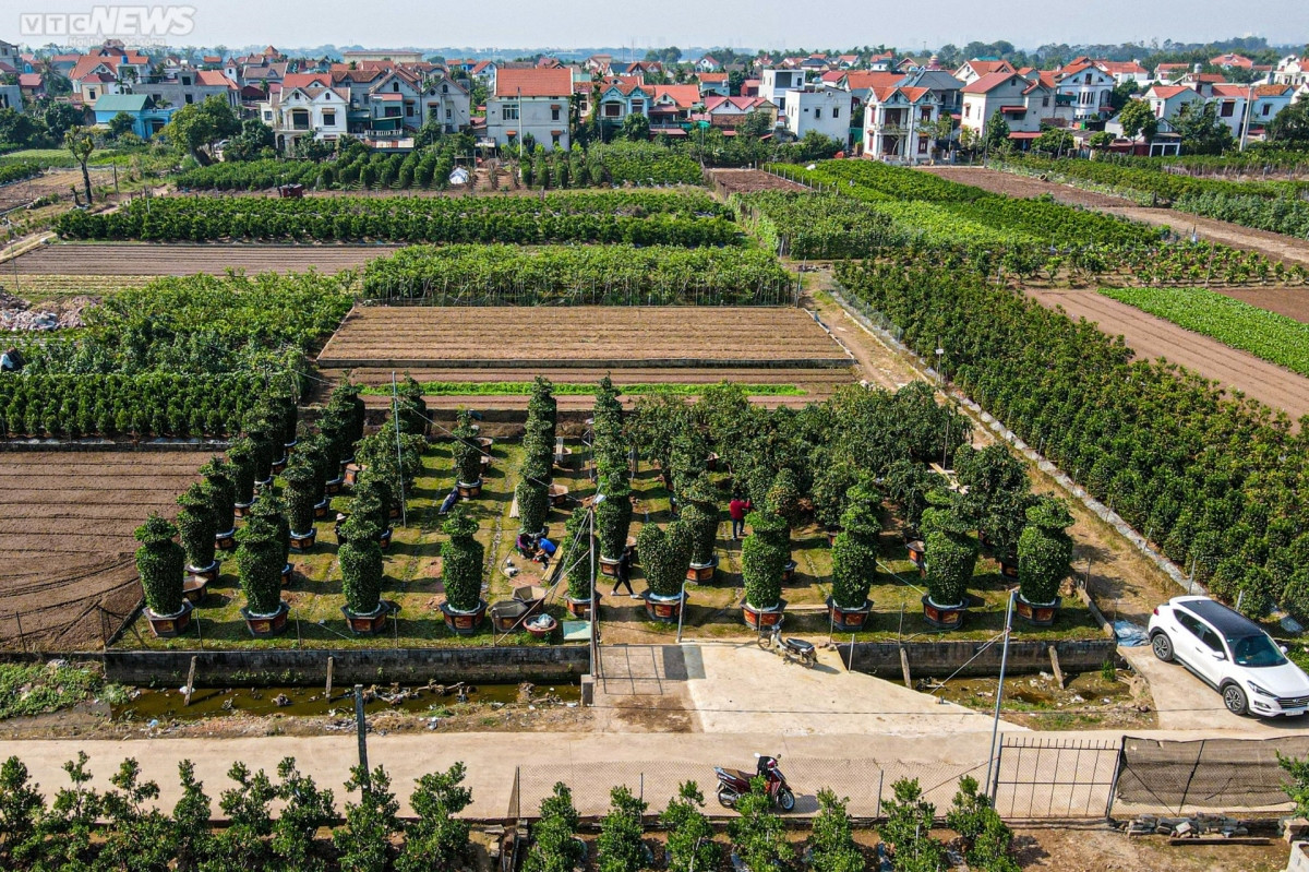 world cup trophy shaped bonsai trees go on sale picture 2