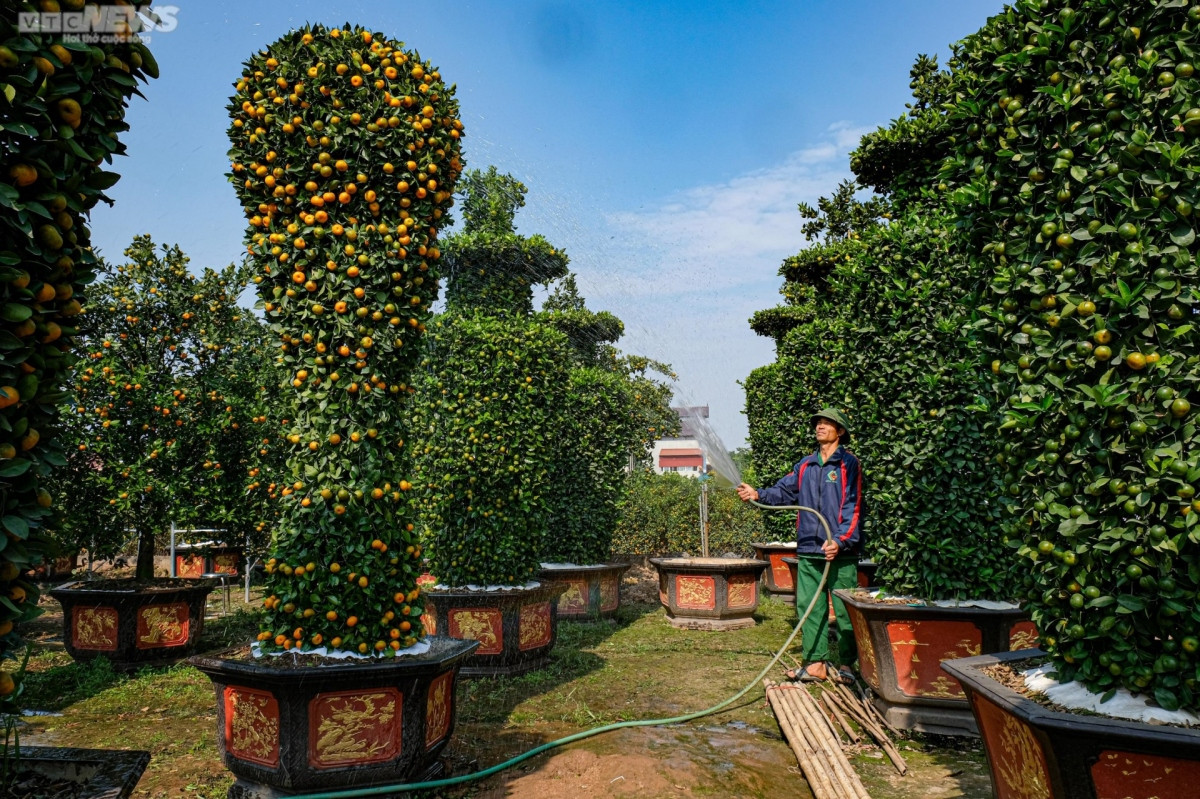 world cup trophy shaped bonsai trees go on sale picture 6