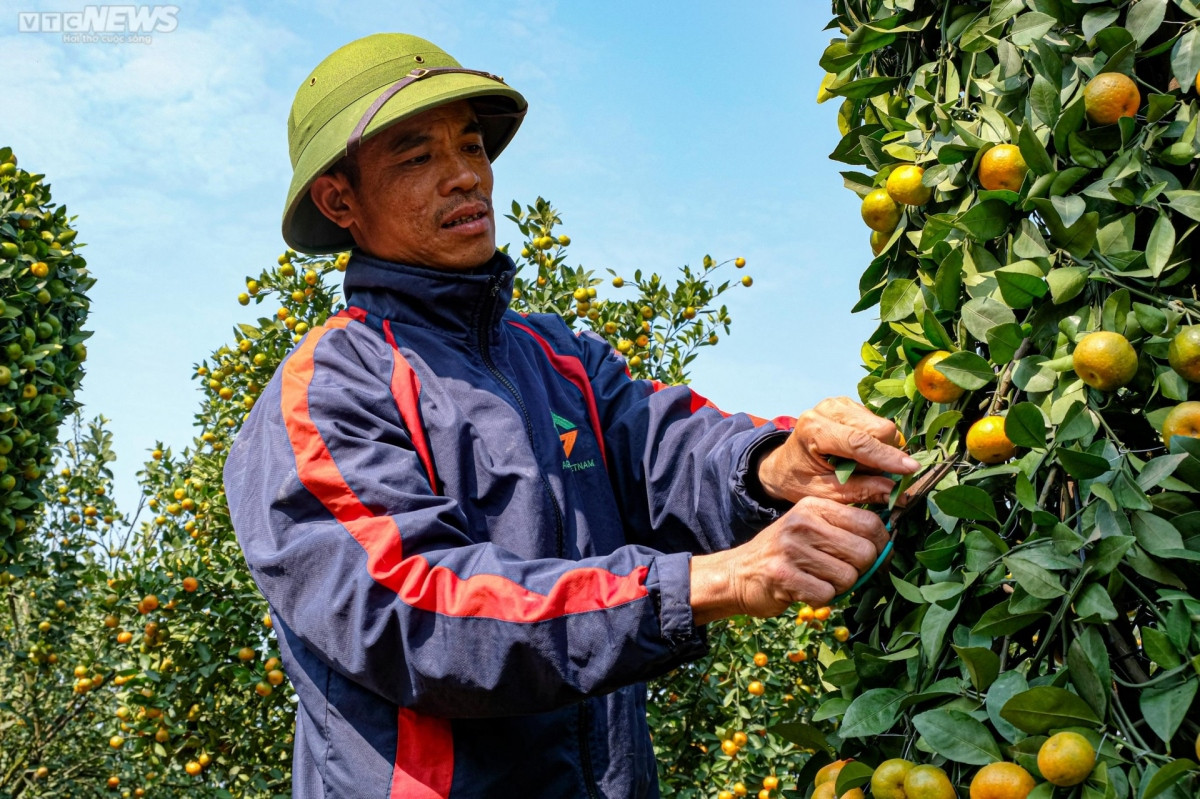 world cup trophy shaped bonsai trees go on sale picture 5